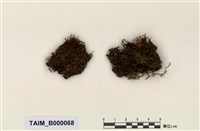 藏品(真苔屬)的圖片